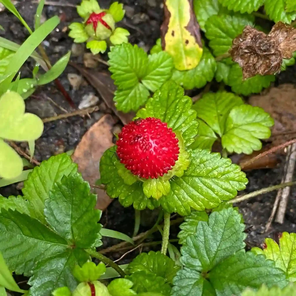 Potentilla Hebiichigo