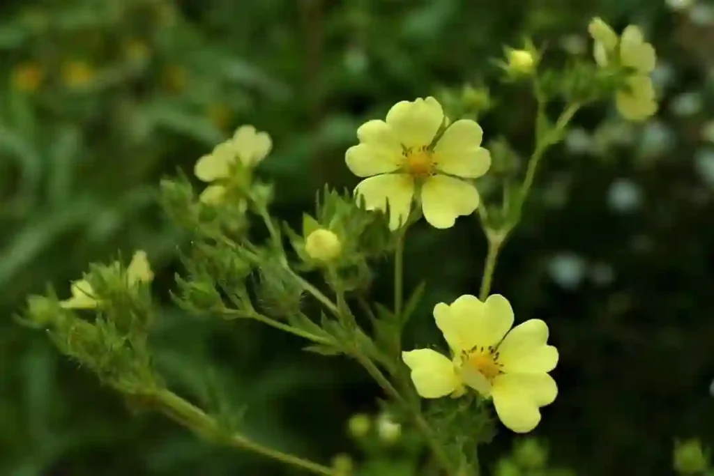 Potentilla Recta