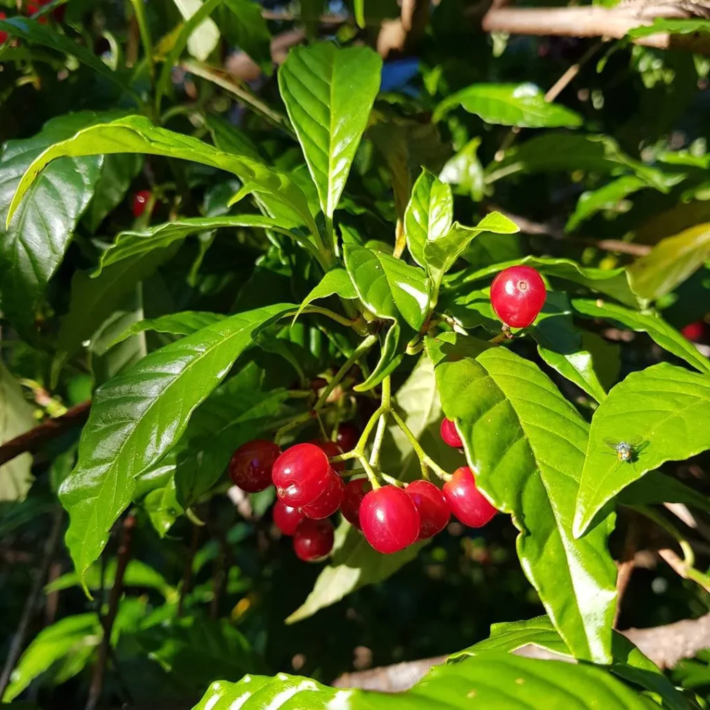 Psychotria Nervosa