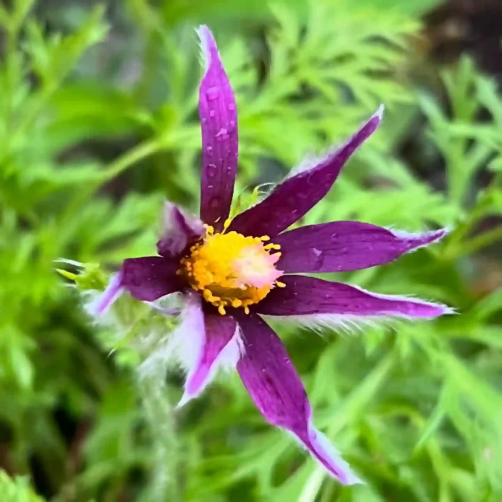 Pulsatilla Vulgaris