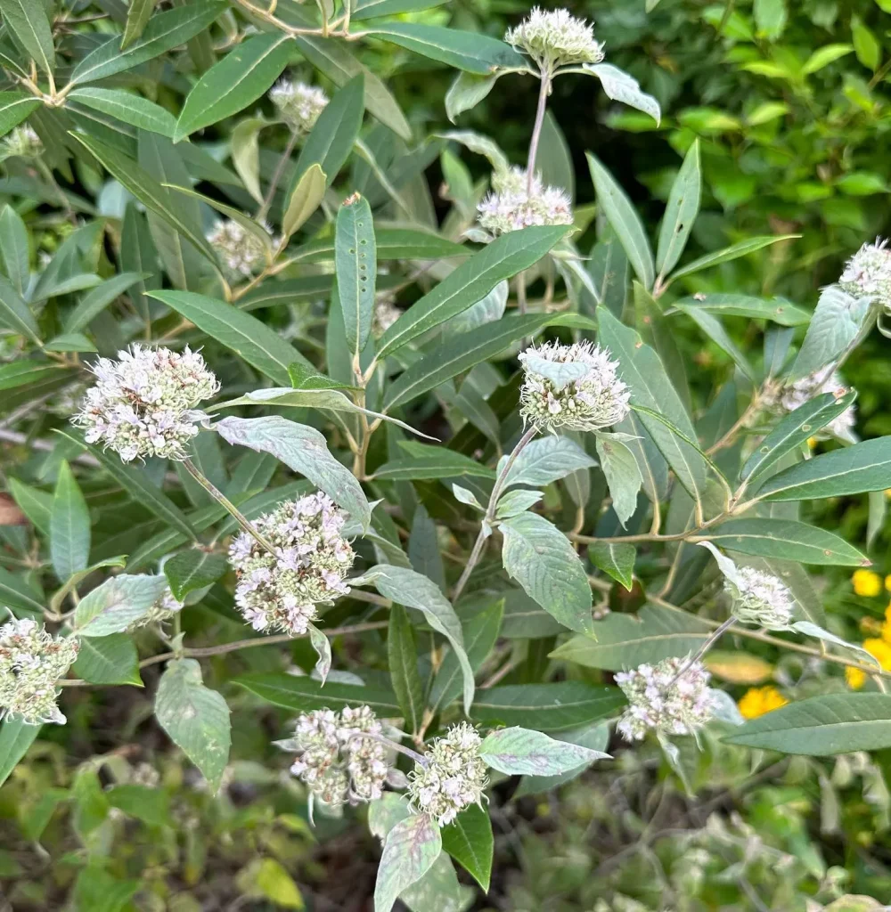 Pycnanthemum Incanum