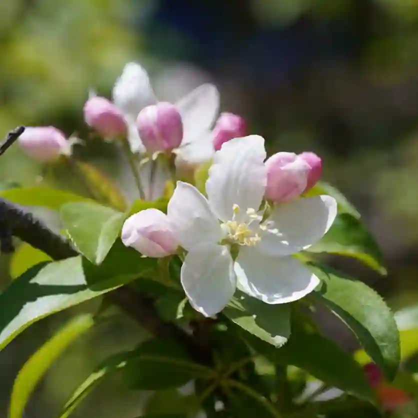 Pyrus Ussuriensis