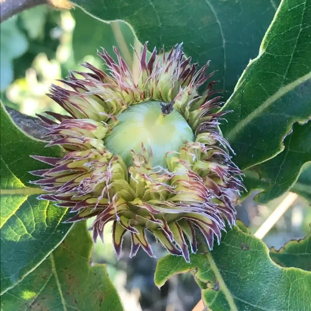 Quercus Dentata