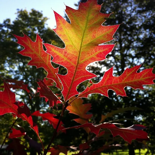 Quercus Ellipsoidalis