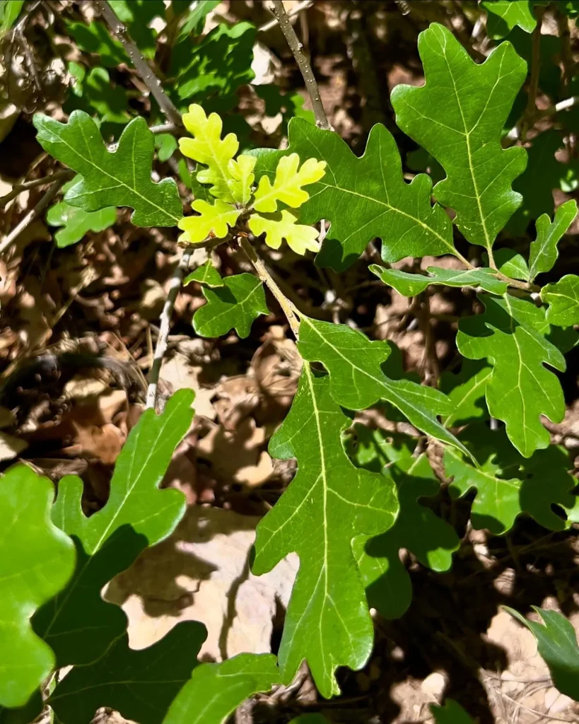 Quercus Gambelii