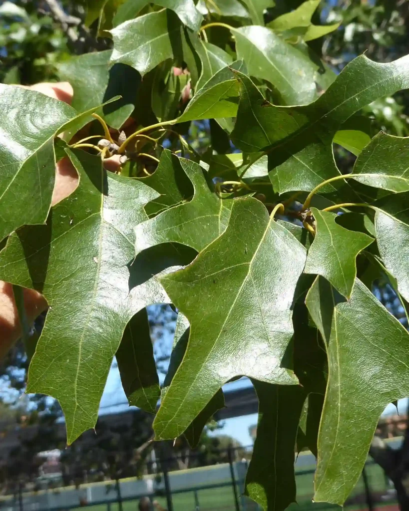 Quercus Gravesii