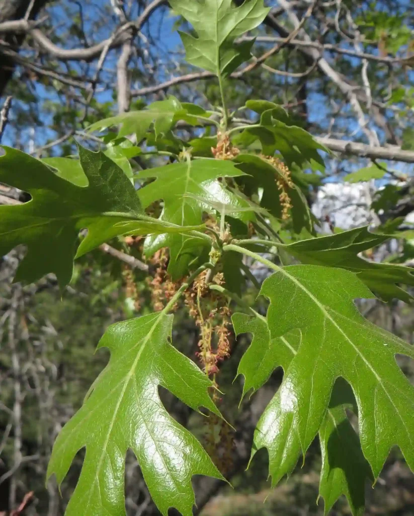 Quercus Kelloggii