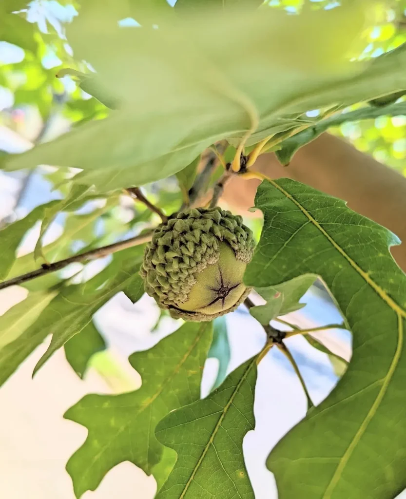 Quercus Lyrata