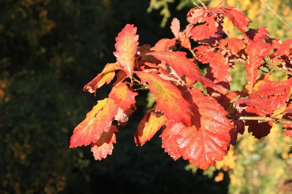 Quercus Michauxii