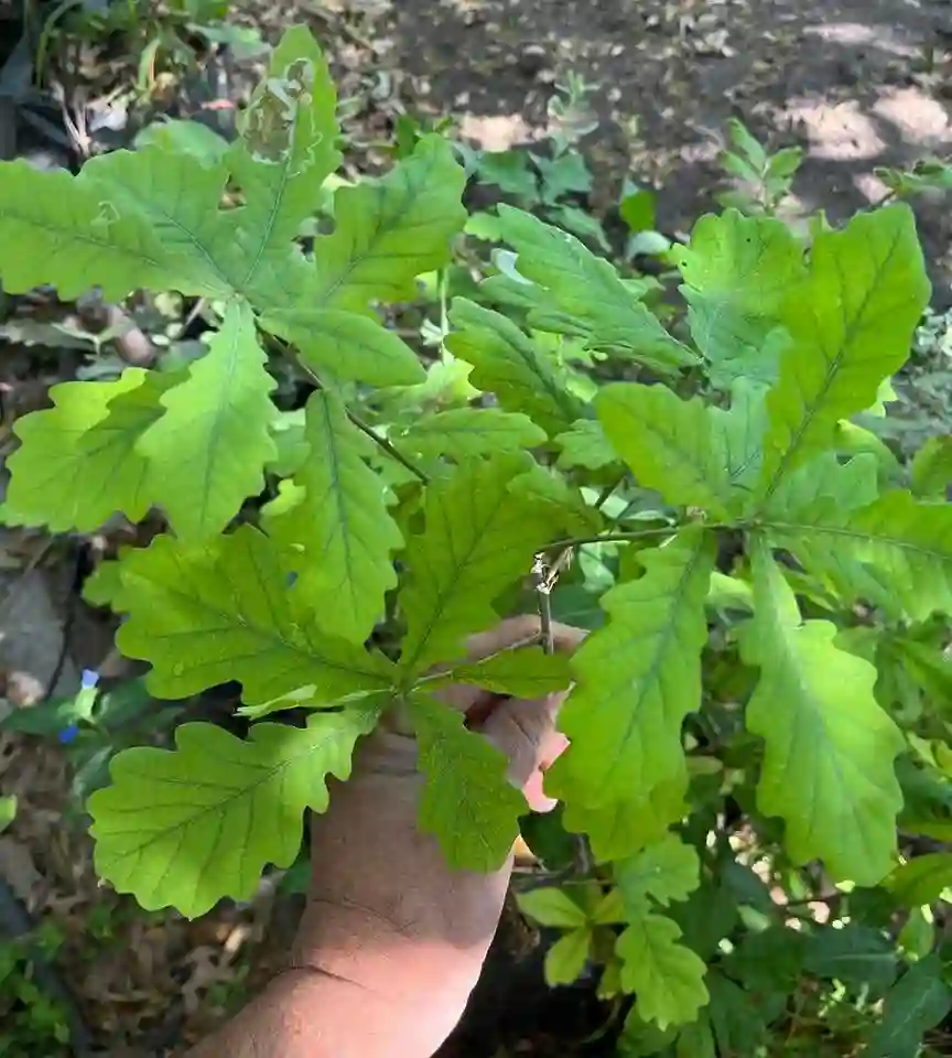 Quercus Pedunculiflora