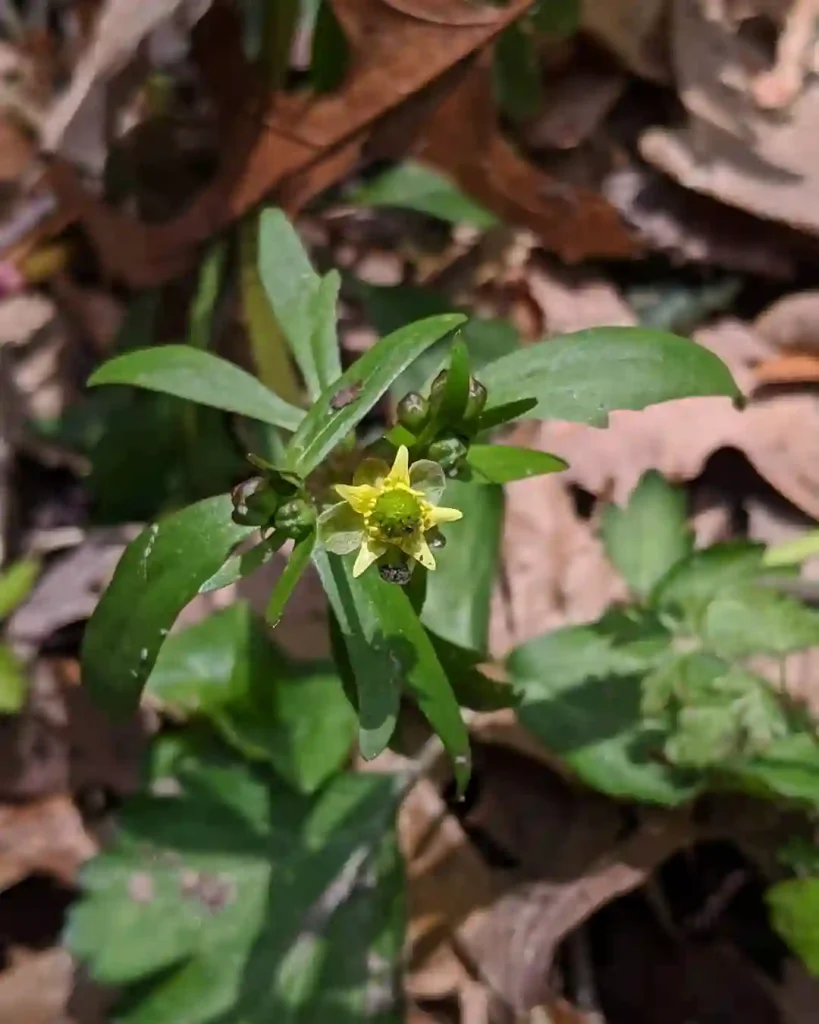 Ranunculus Abortivus