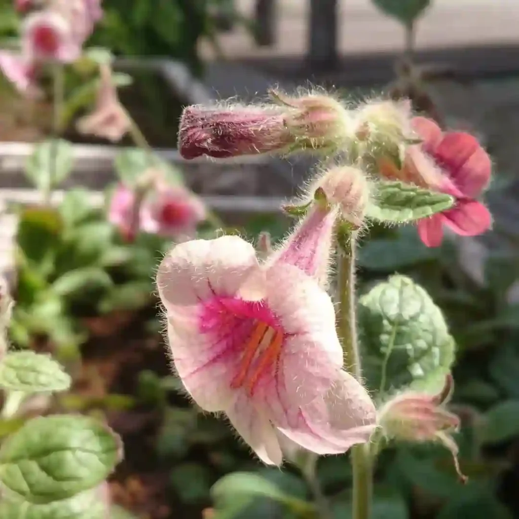 Rehmannia Glutinosa