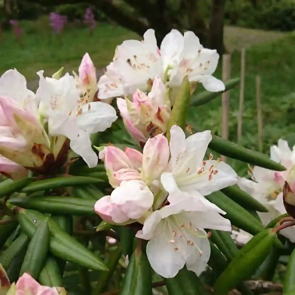 Rhododendron Brachycarpum