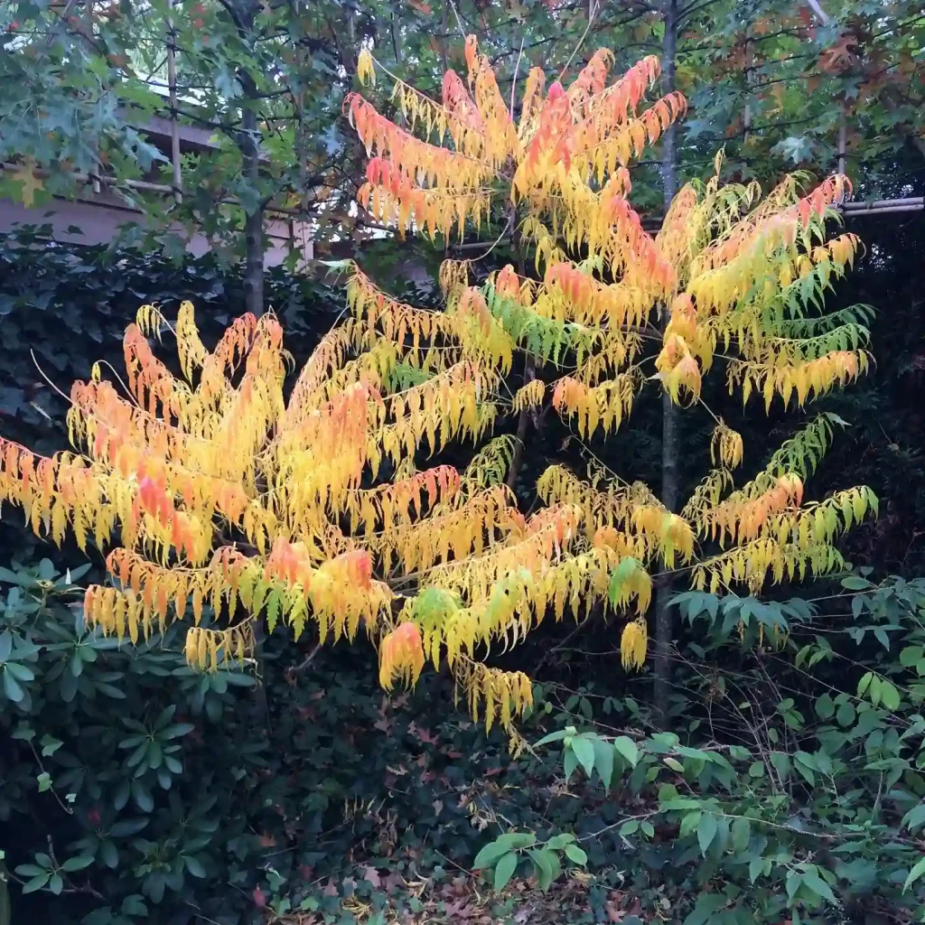 Rhus Tiger Eyes