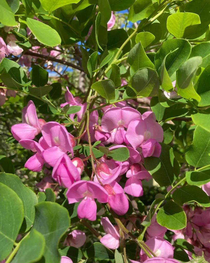 Robinia Hispida