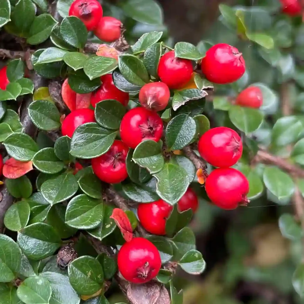 Rockspray Cotoneaster