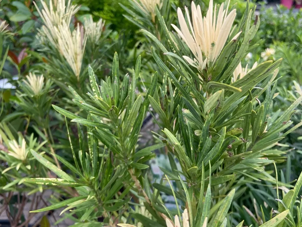 Roman Candle Podocarpus