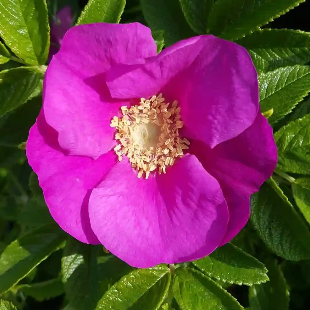 Rosa Acicularis