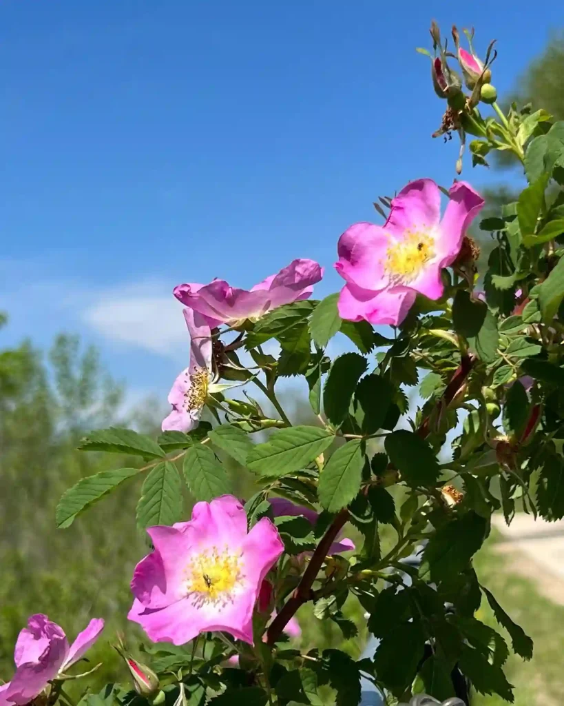 Rosa Arkansana