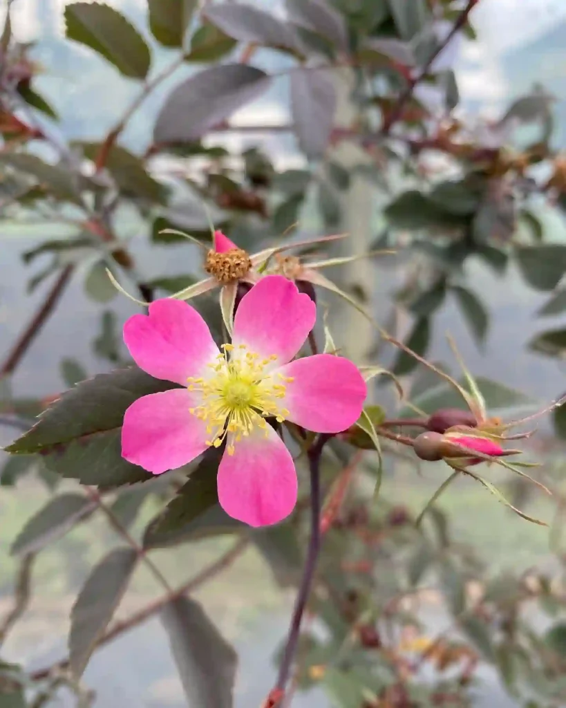 Rosa Glauca