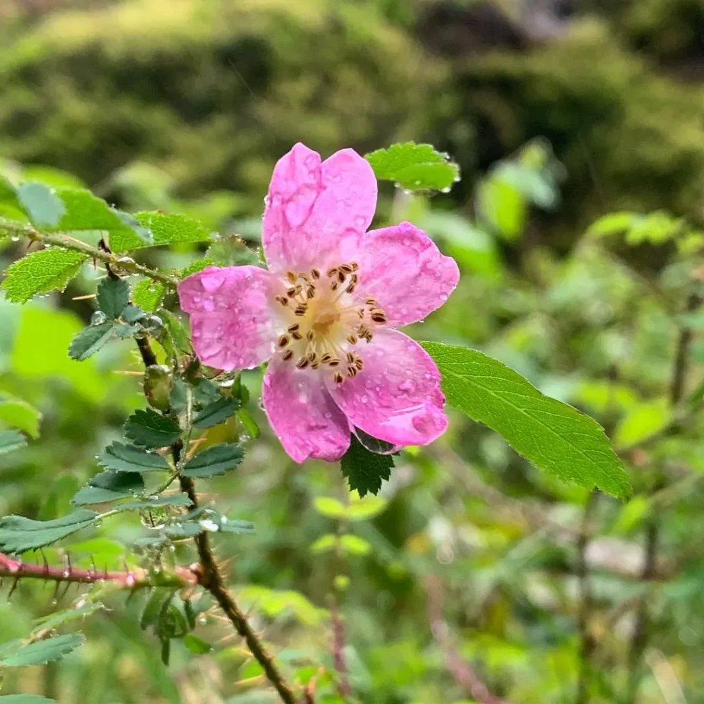 Rosa Gymnocarpa