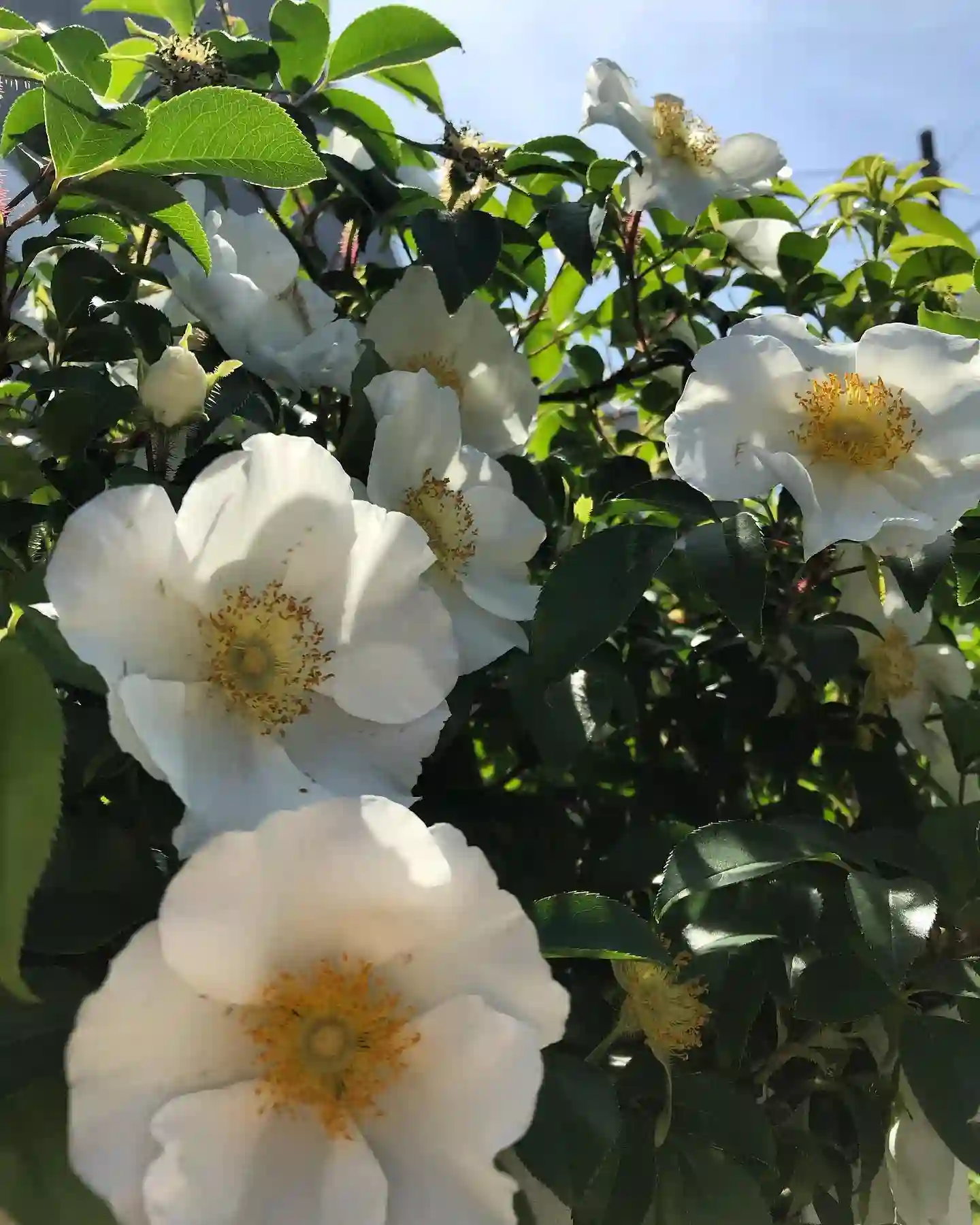 Plant FAQs: Rosa Laevigata - Cherokee Rose