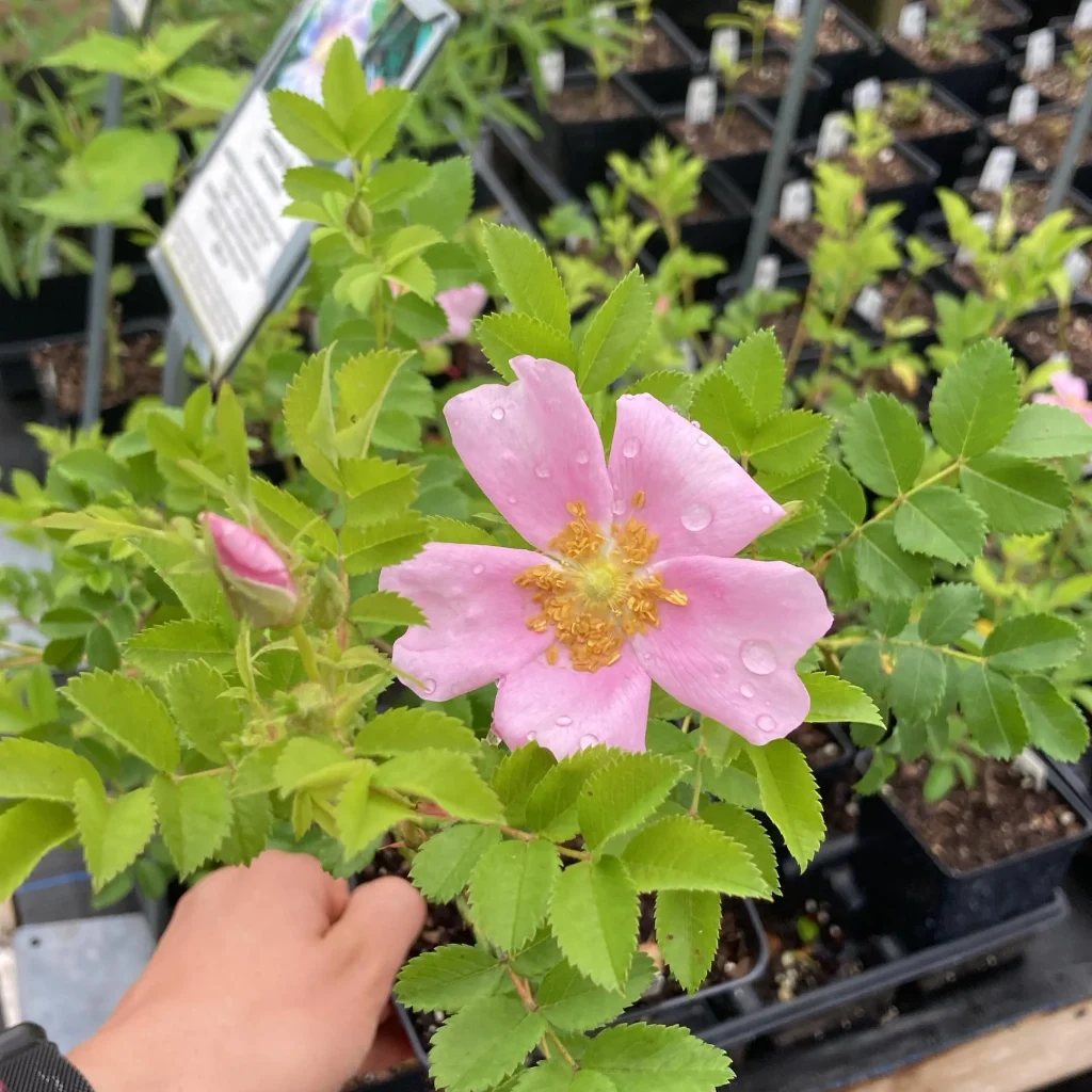 Rosa Palustris