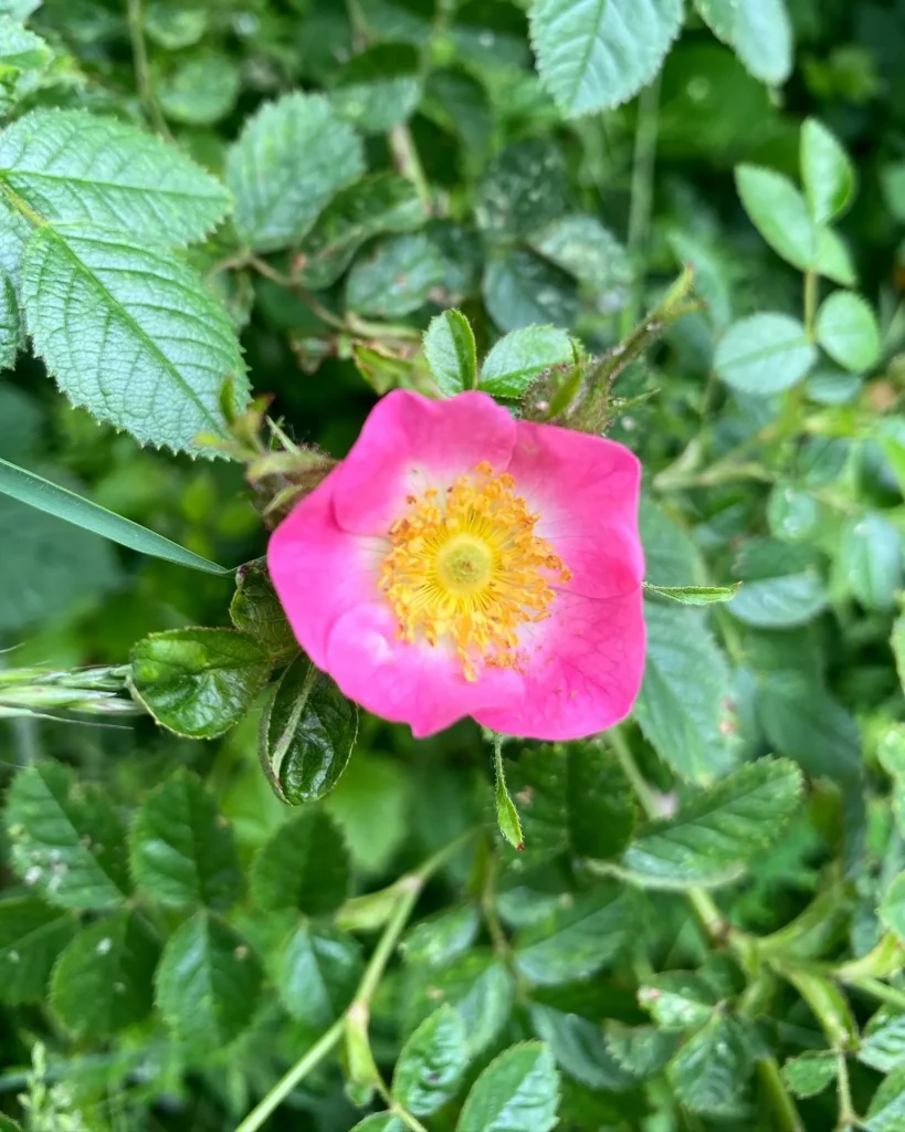 Rosa Rubiginosa