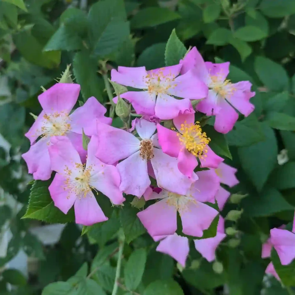 Rosa Setigera