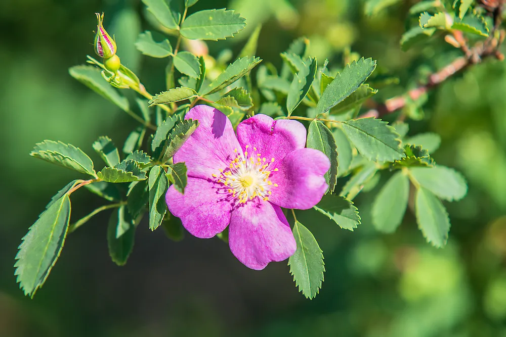 Rosa Woodsii