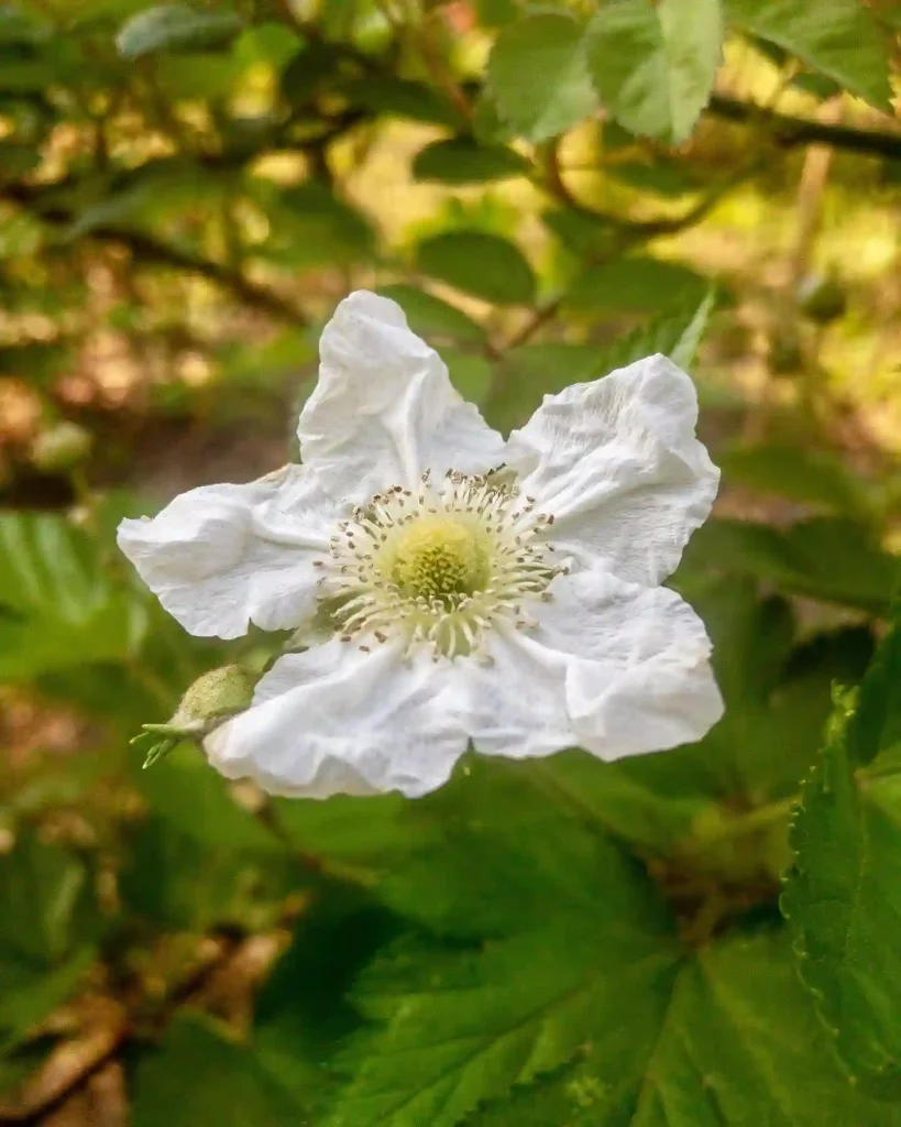 Rubus Trifidus