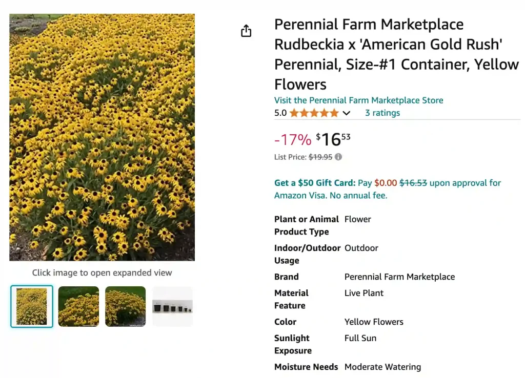 Rudbeckia American Gold Rush | Monsteraholic