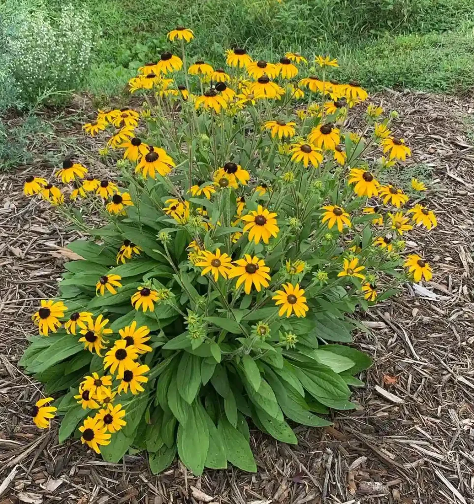 Rudbeckia American Gold Rush