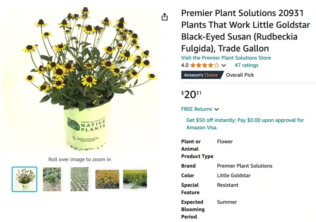 Rudbeckia Little Goldstar | Monsteraholic