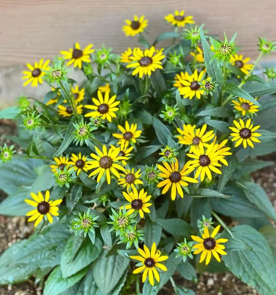 Rudbeckia Little Goldstar