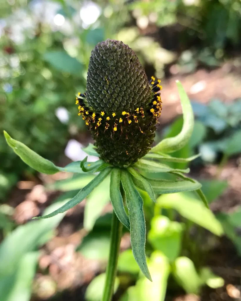 Rudbeckia Occidentalis