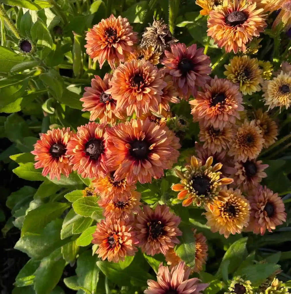 Rudbeckia Sahara