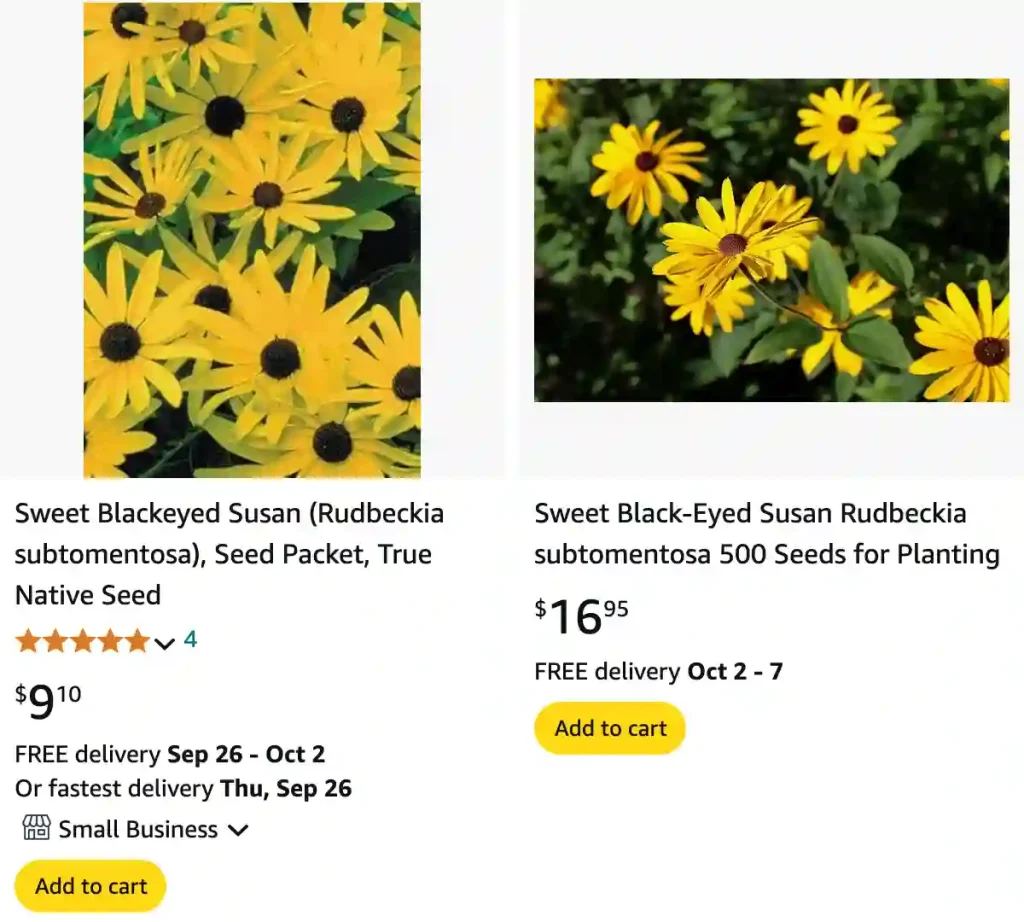 Rudbeckia Subtomentosa | Monsteraholic