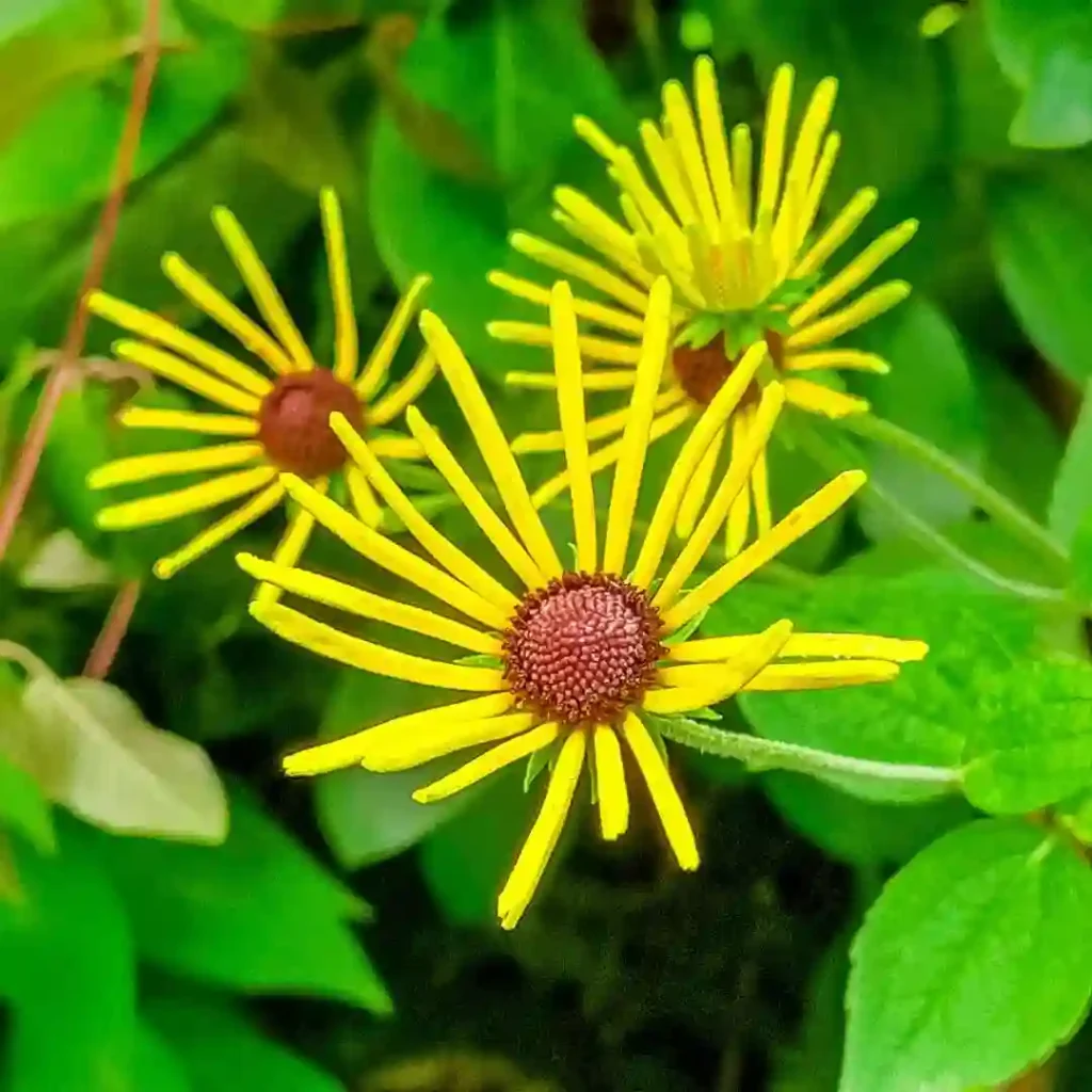 Rudbeckia Subtomentosa