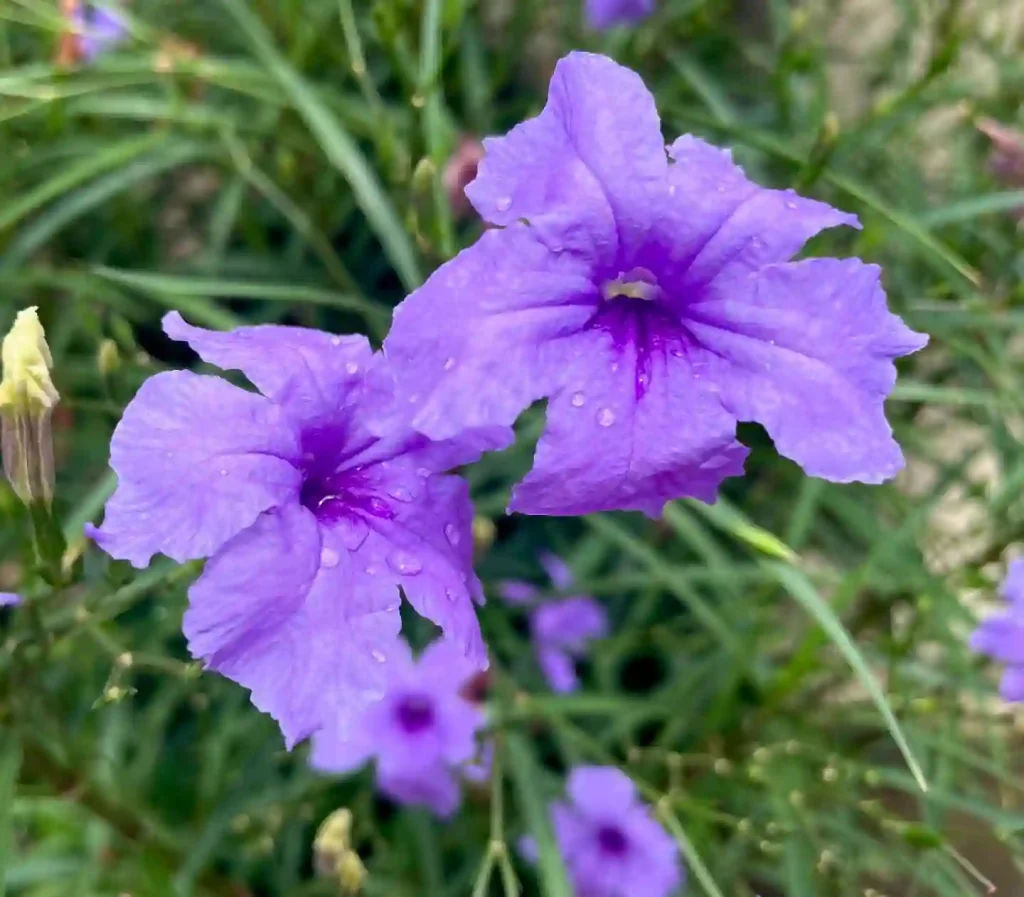 Ruellia Simplex