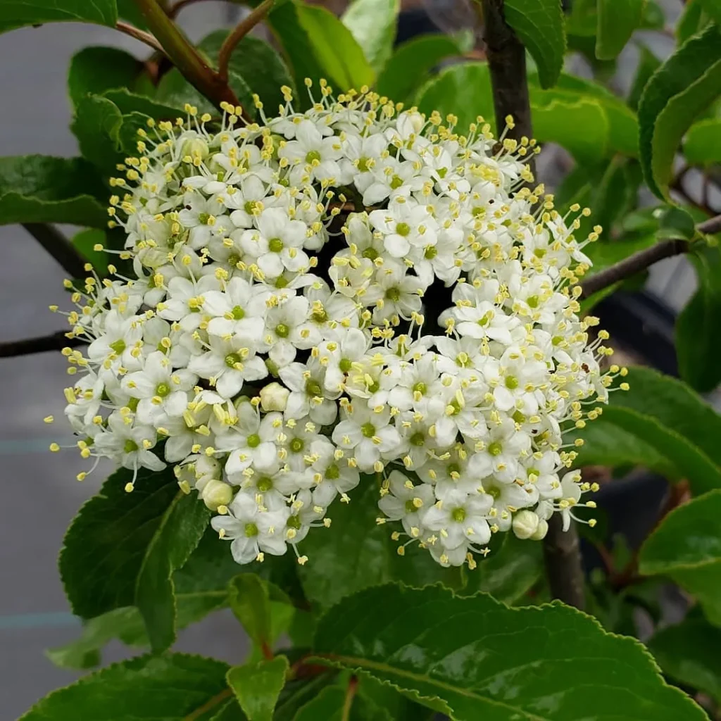 Rusty Blackhaw Viburnum