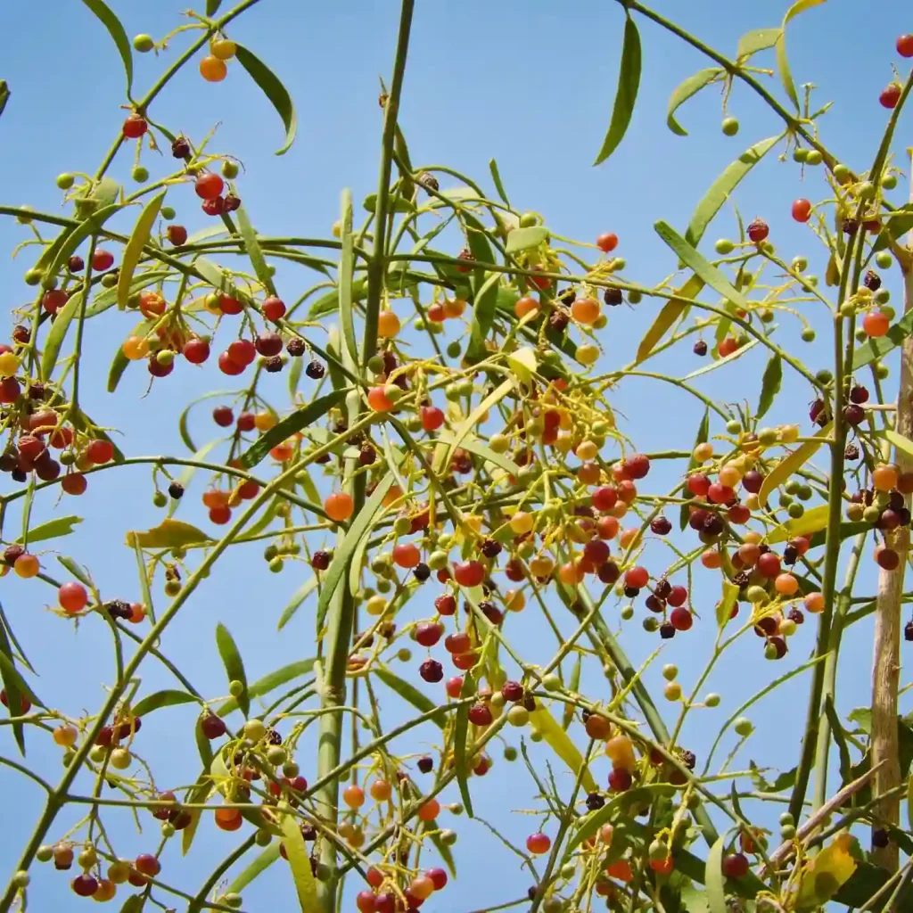 Salvadora Persica