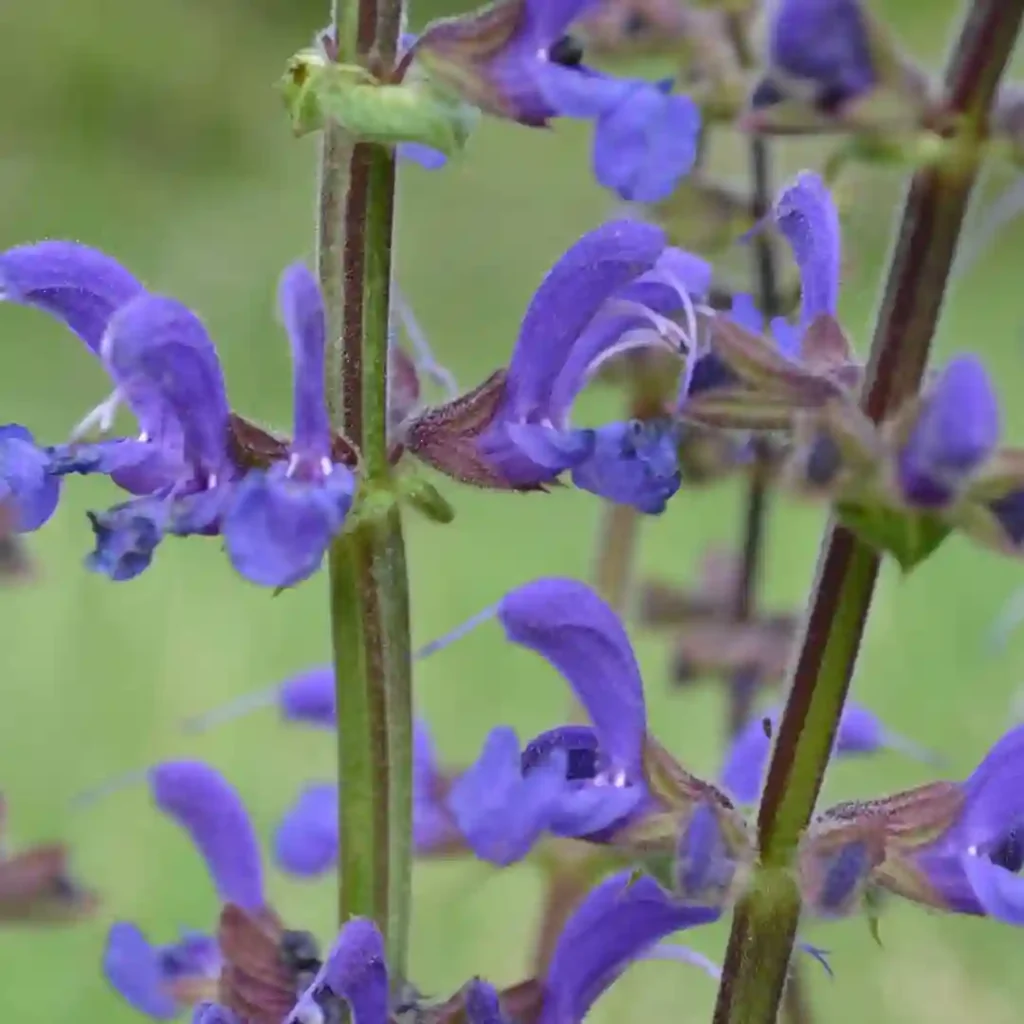 Salvia Pratensis