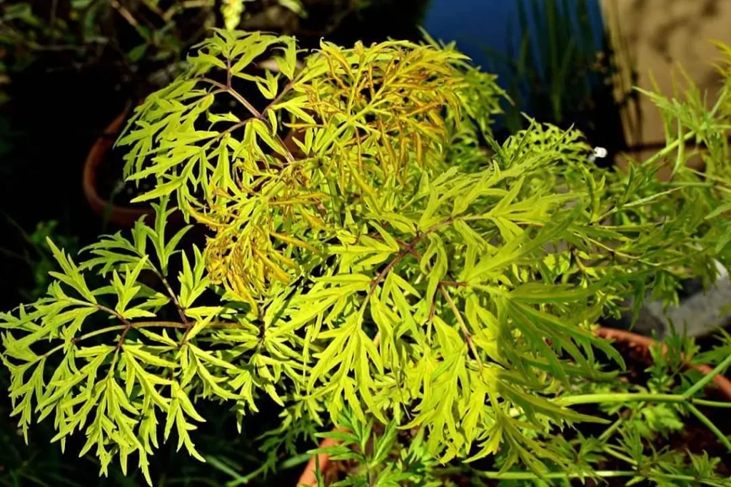 Sambucus Lemony Lace