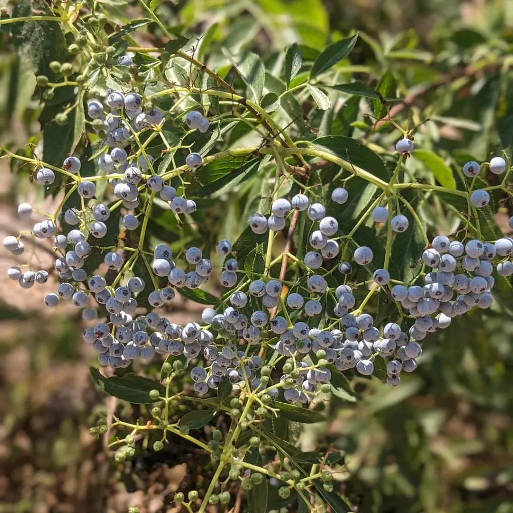 Sambucus Mexicana