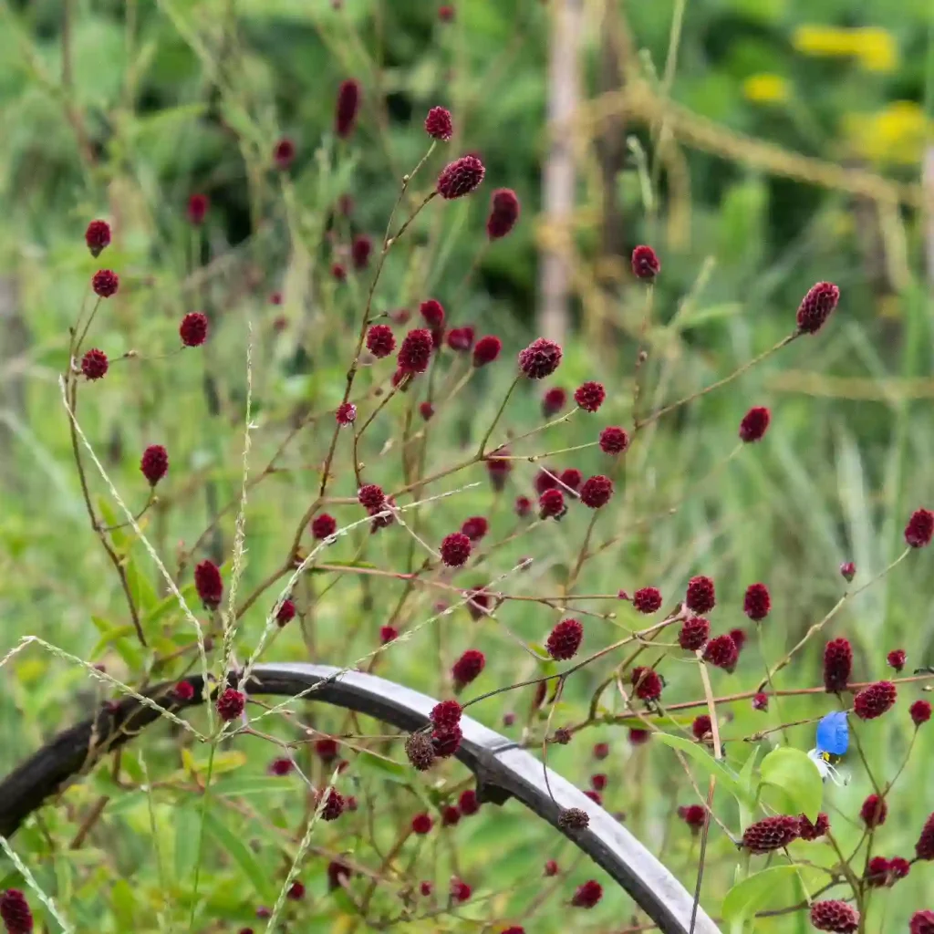 Sanguisorba Officinalis