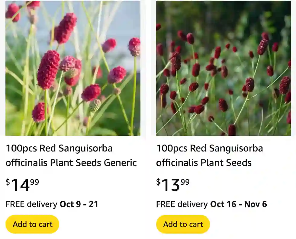 Sanguisorba Officinalis | Monsteraholic