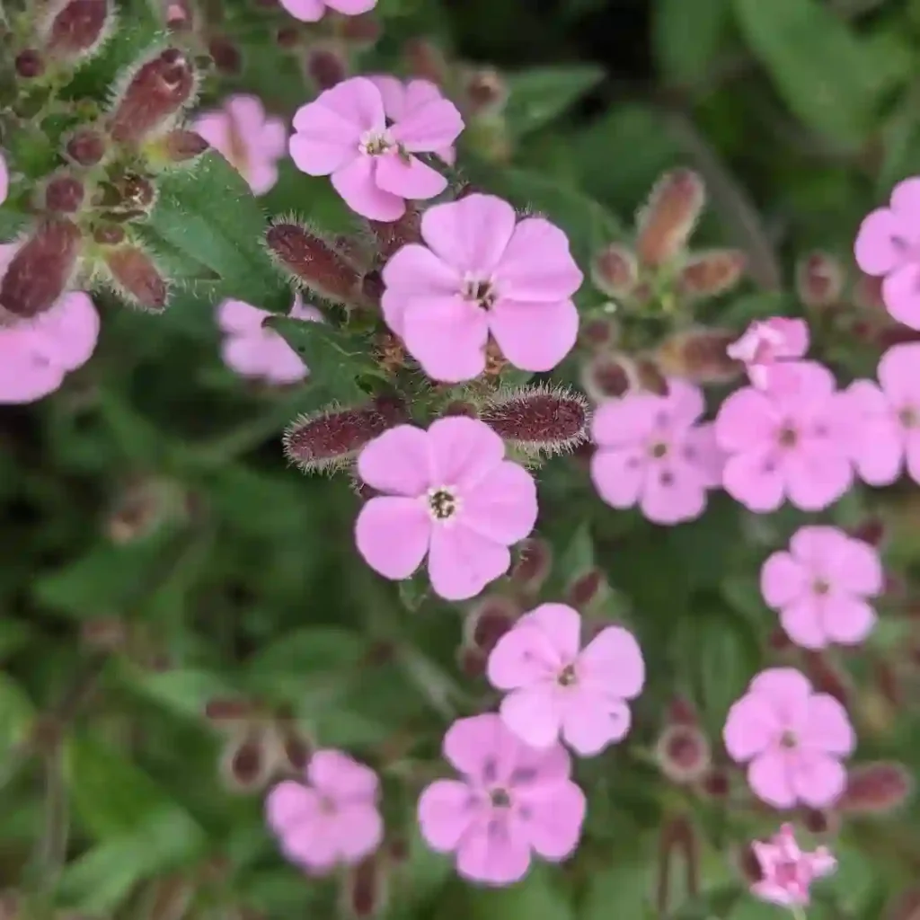 Saponaria Ocymoides