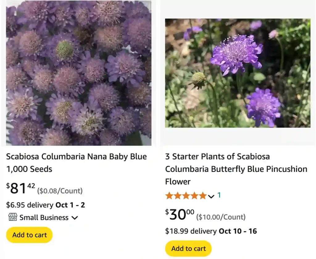 Scabiosa Columbaria | Monsteraholic