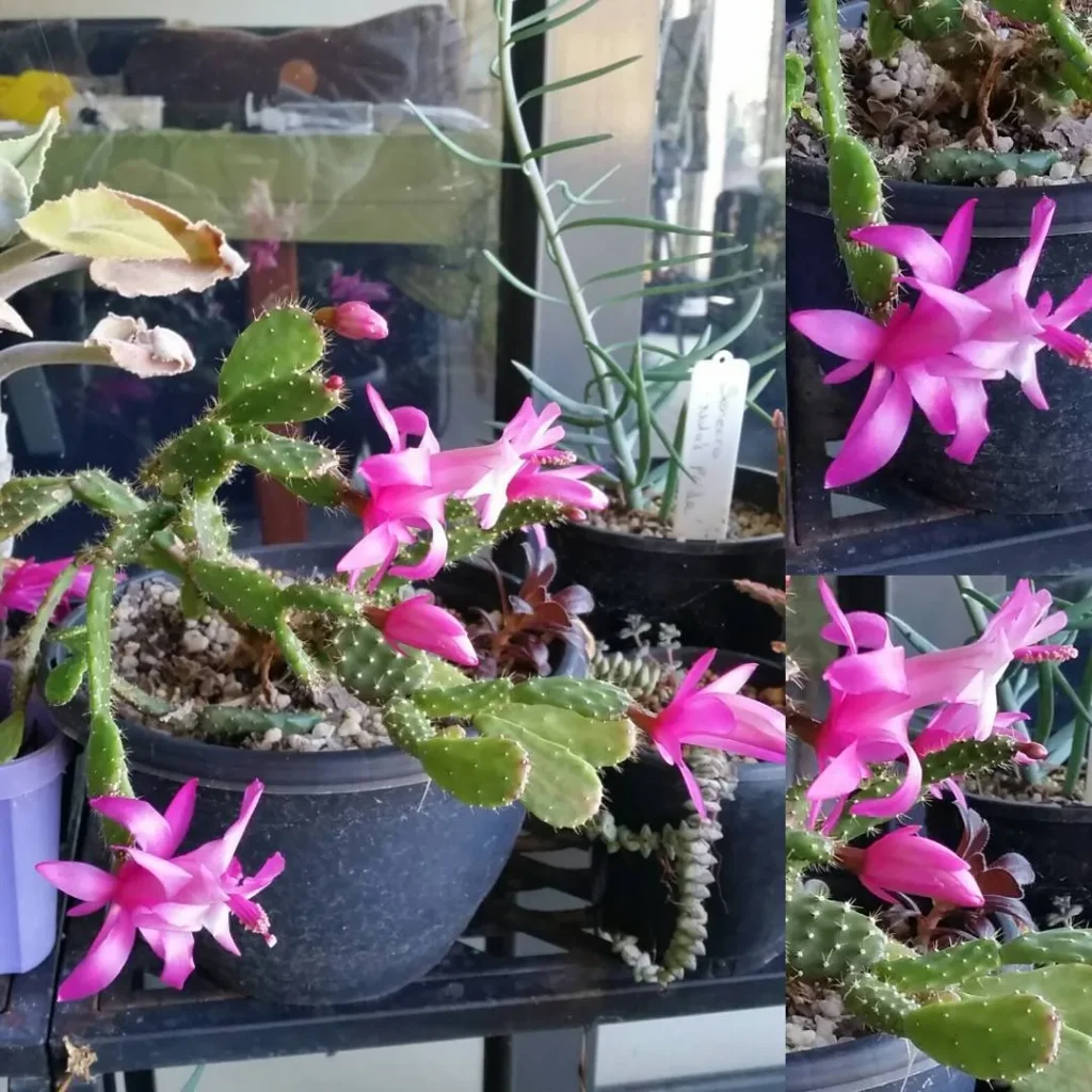 Schlumbergera Opuntioides